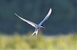 Arctic Tern